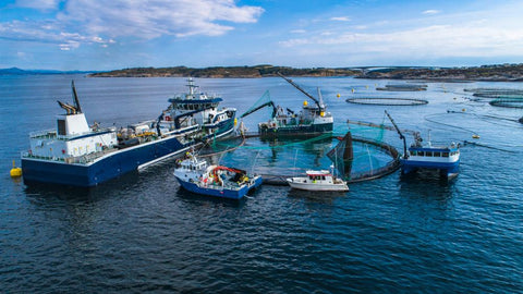 Salmon fishing farm in Norway