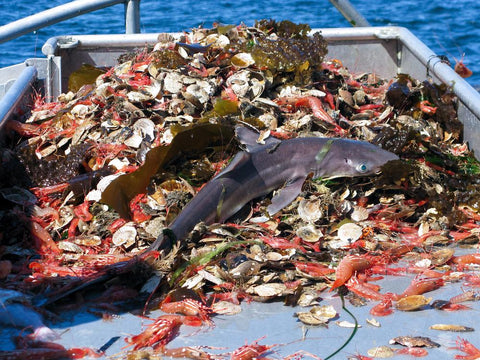 Young shark in fishing net