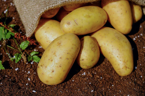 Potatoes in soil