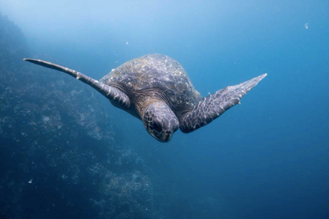 Turtle swimming in the sea