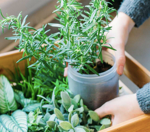 Up-cycled plastic jar into plant pot